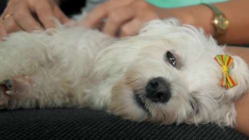 清除宠物蜱虫的自然疗法