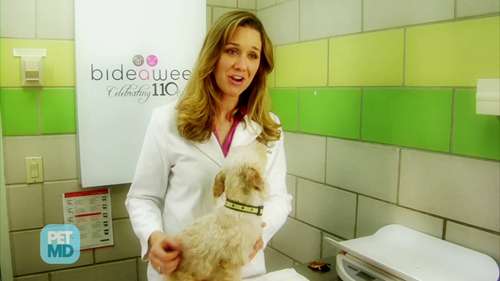 给宠物喂食液体药物