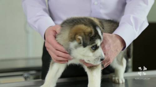 治疗宠物的脐疝