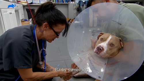 救治被响尾蛇咬伤的小狗