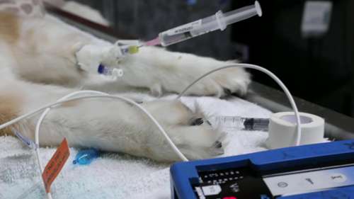 宠物狗全髋关节置换手术