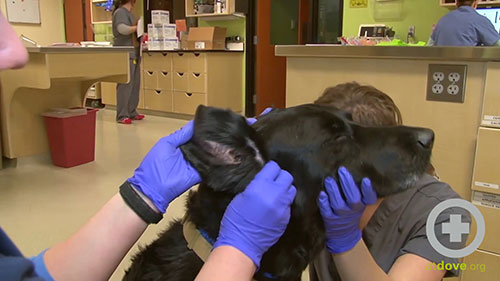 如何清洁狗狗的耳朵