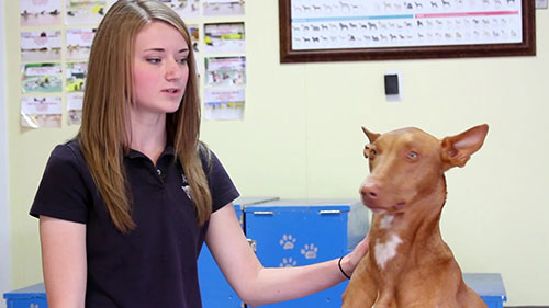 如何给狗狗喂药