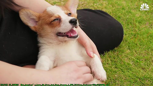 美国宠物消费和宠物医疗