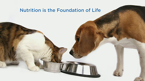 宠物健康的影响因素