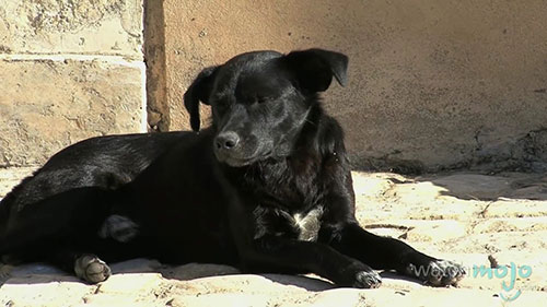 宠物狗常见的健康问题