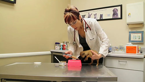 如何照顾生病的小狗