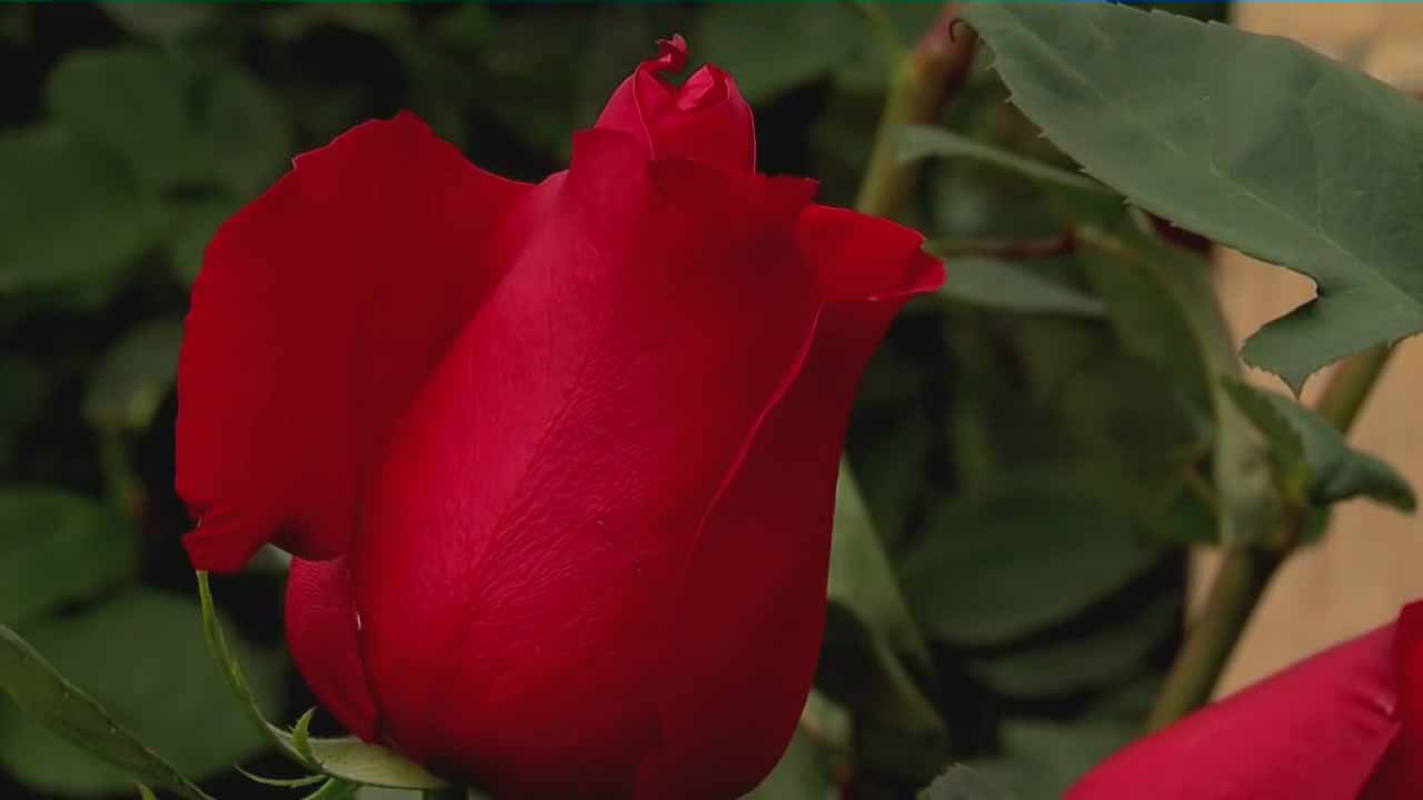 如何在温室里种植玫瑰等花卉