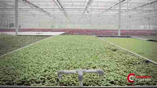 在温室中种植可食用的花卉