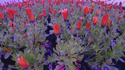 普林斯顿大学的温室种植