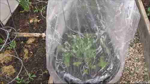 如何制作迷你温室盆栽植物