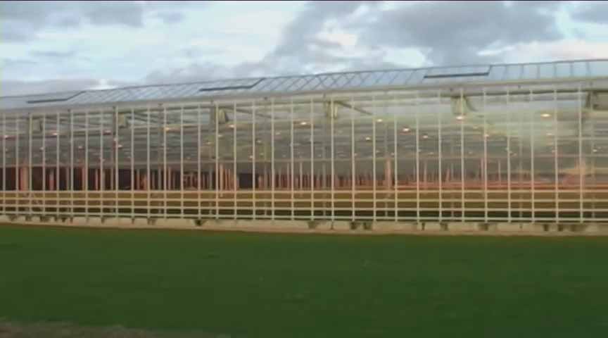 菊花切花的生产