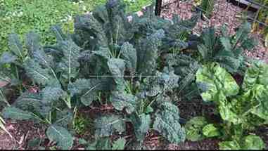 如何建造迷你温室