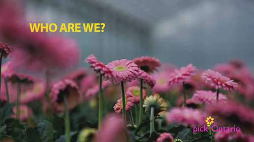 欢迎来到我们的温室