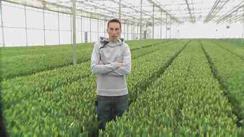 如何在温室中种植球茎花朵