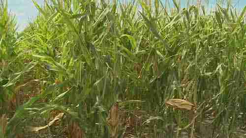 什么是滴灌系统