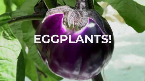 令人敬畏的温室茄子农业 - 现代温室农业技术 - 茄子加工