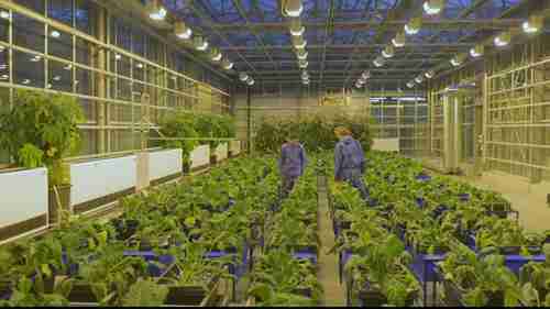 建造现代化的温室