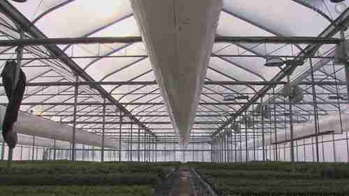 用温室来种植草药