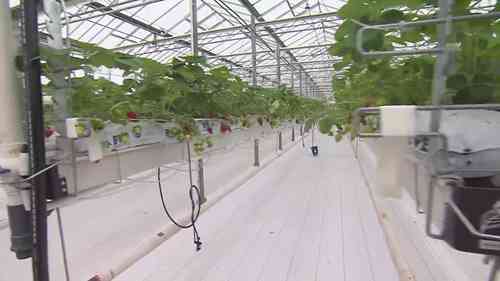 草莓的温室生产