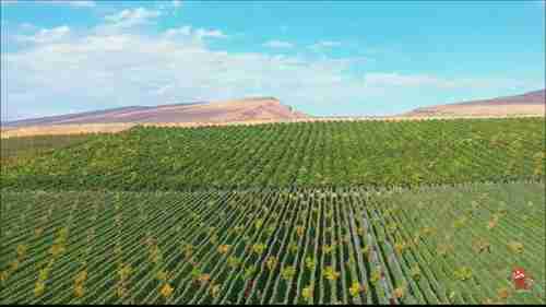 以色列的农业技术