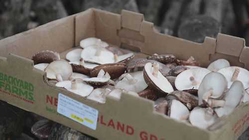 香菇的农林复合栽培