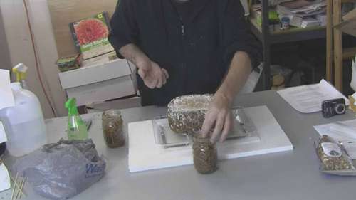 室内种植有机香菇