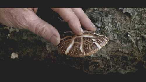 香菇的生命周期