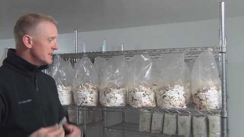 神奇的香菇出菇技术