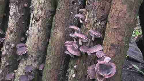 花园智慧：香菇