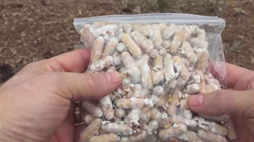 如何在户外的原木上种植香菇