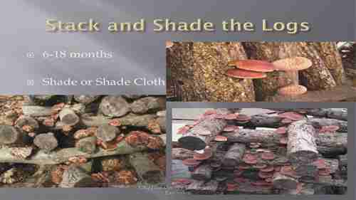 阿巴拉契亚的香菇生产