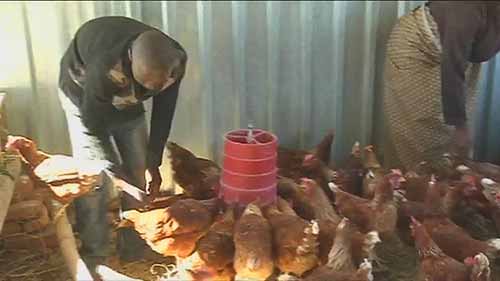 动物卫生和生产