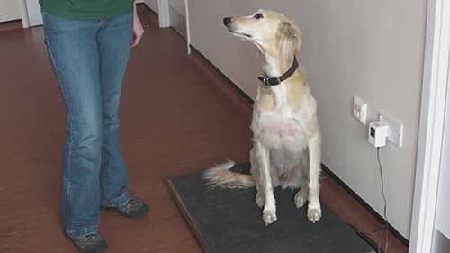 狗的体温和体重