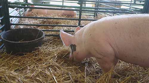 动物的科学知识