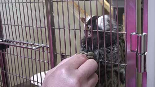 动物技术专家的生活