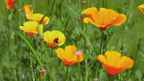 有机牲畜的饲料