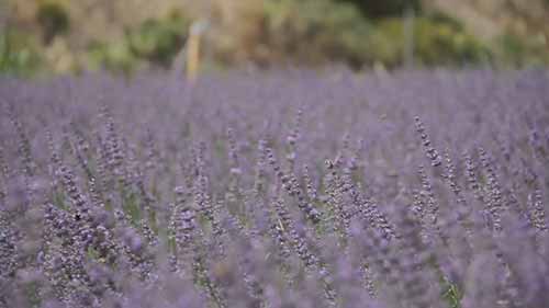 杀虫剂对蜜蜂饲养的危害
