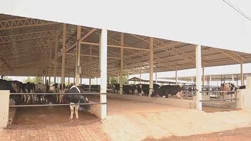 现代化奶牛农场