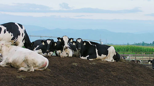 奶牛的营养喂养