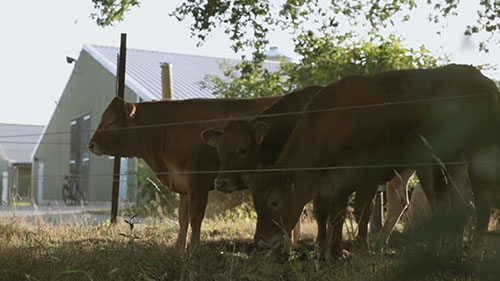 德国Evonik饲料公司