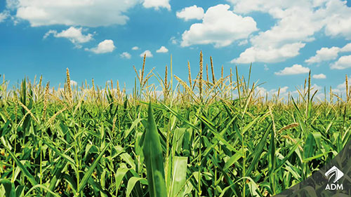 美国ADM牲畜营养公司