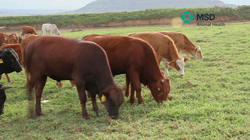 肉牛饲养和保健