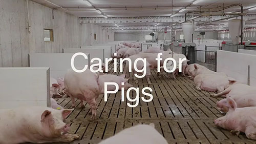 猪的饲养和护理