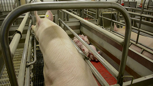 母猪和仔猪的饲养