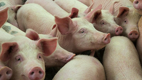 猪体状况评分方法