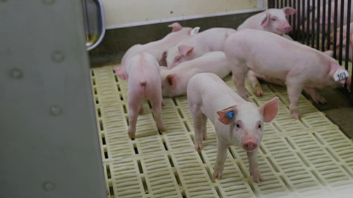 水质和猪的饲养