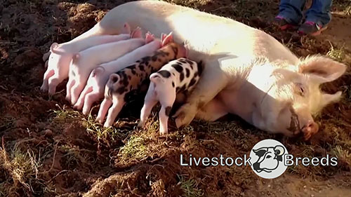 约克郡猪肉的发展和标准