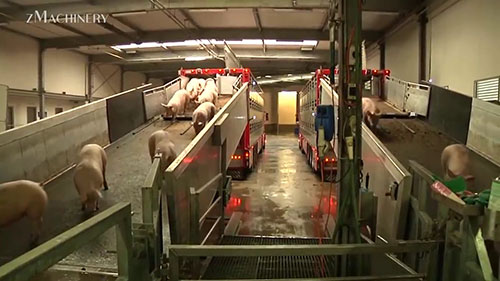 一座养猪屠宰场