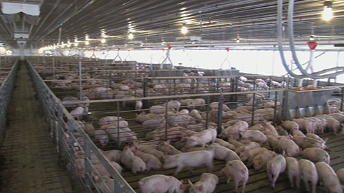 肉猪饲养和定制饲料